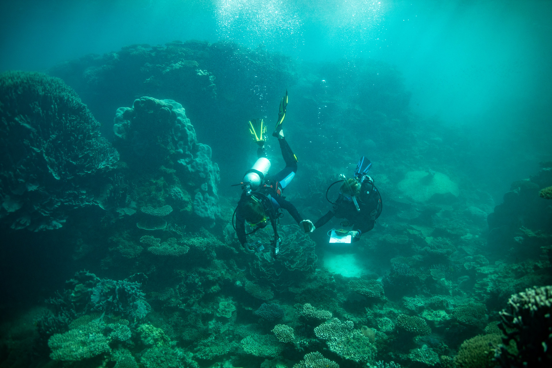 Riffe weltweit leiden unter der sogenannten Korallenbleiche, hervorgerufen durch den Anstieg der Wassertemperatur (c) ZDF und Ryan Chatfieldt