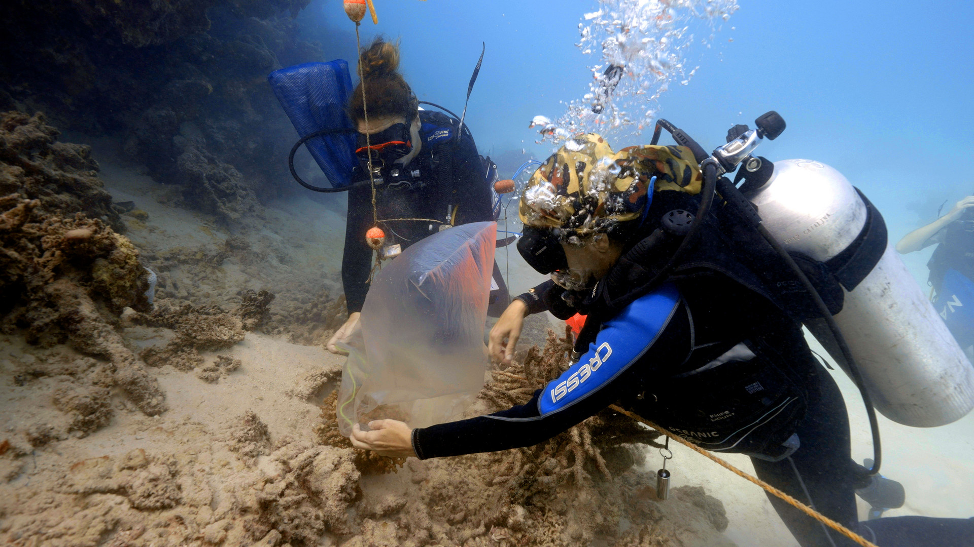 Professor Raquel Peixoto rettet Korallen im Roten Meer. (c) ZDF/Hattan Al Sine