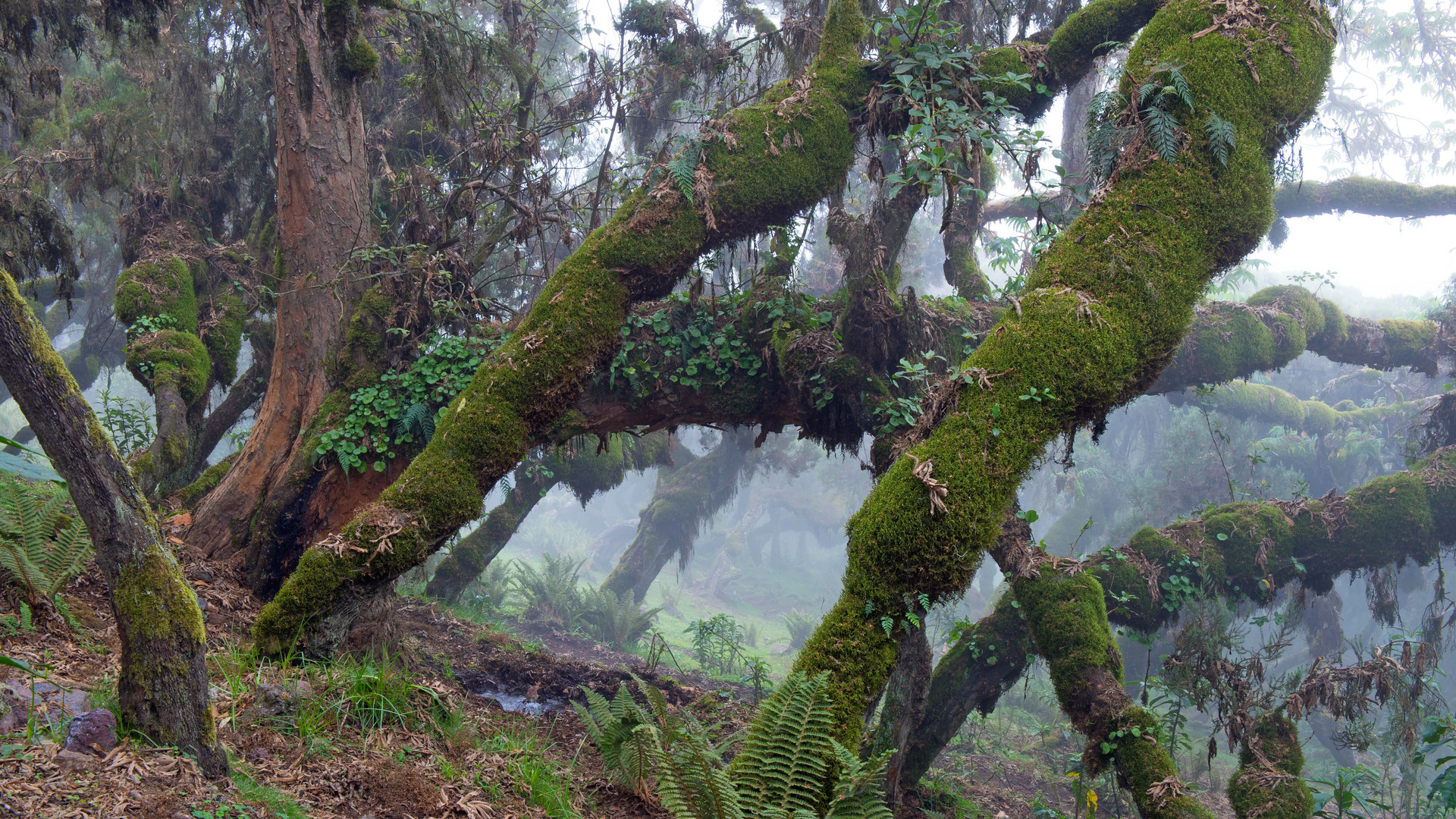 Der Wald im Bale-Mountains-Nationalpark in Äthiopien ist ein enorm wichtiger Wasserspeicher (C) ZDF und Axel Gomille Der Wald im Bale-Mountains-Nationalpark in Äthiopien ist ein enorm wichtiger Wasserspeicher (C) ZDF und Axel Gomille