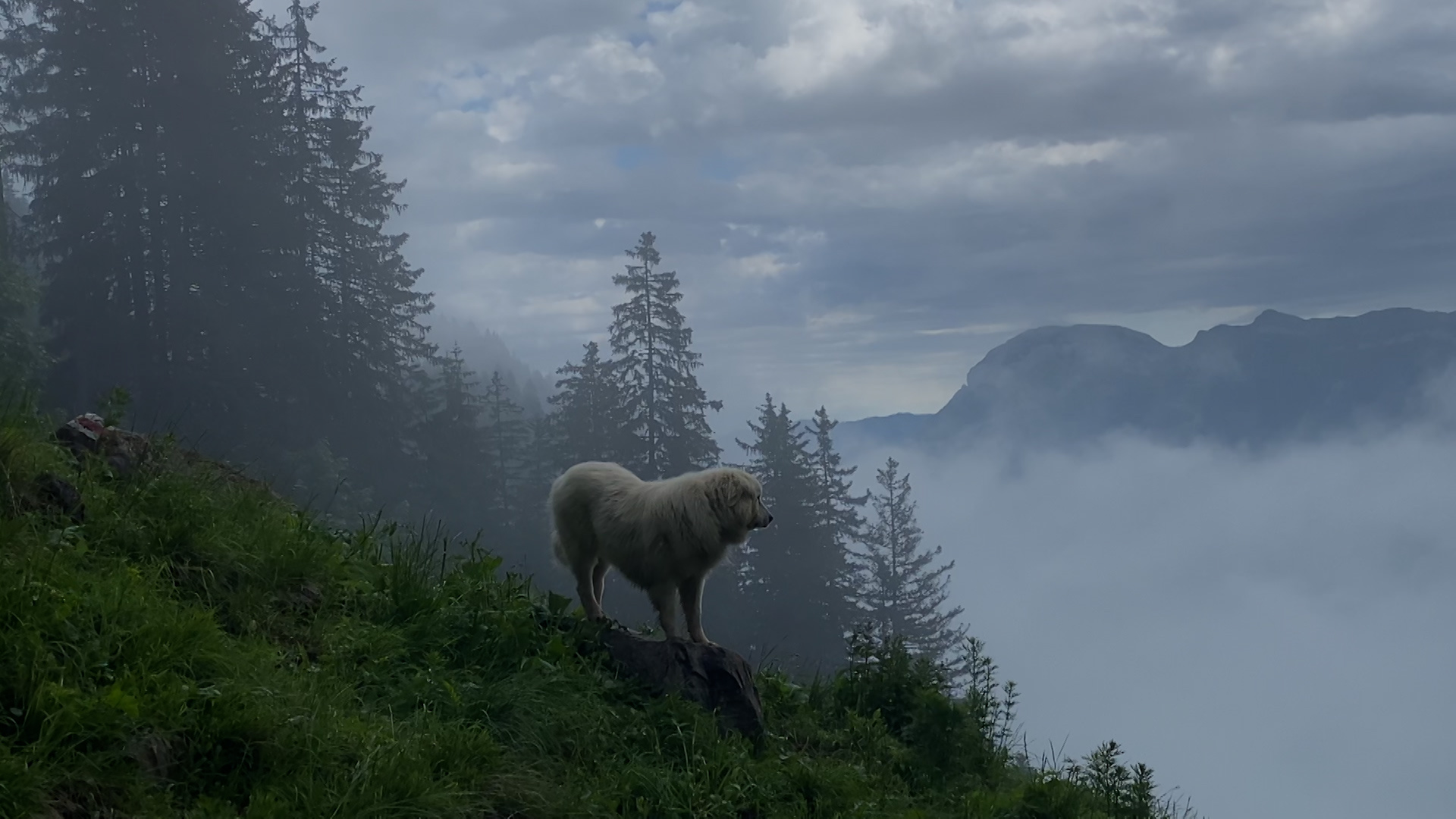 Herdenschutzhund Bello auf der Alp Oberberg © ZDF und SRF, B&B Endemol Shine AG
