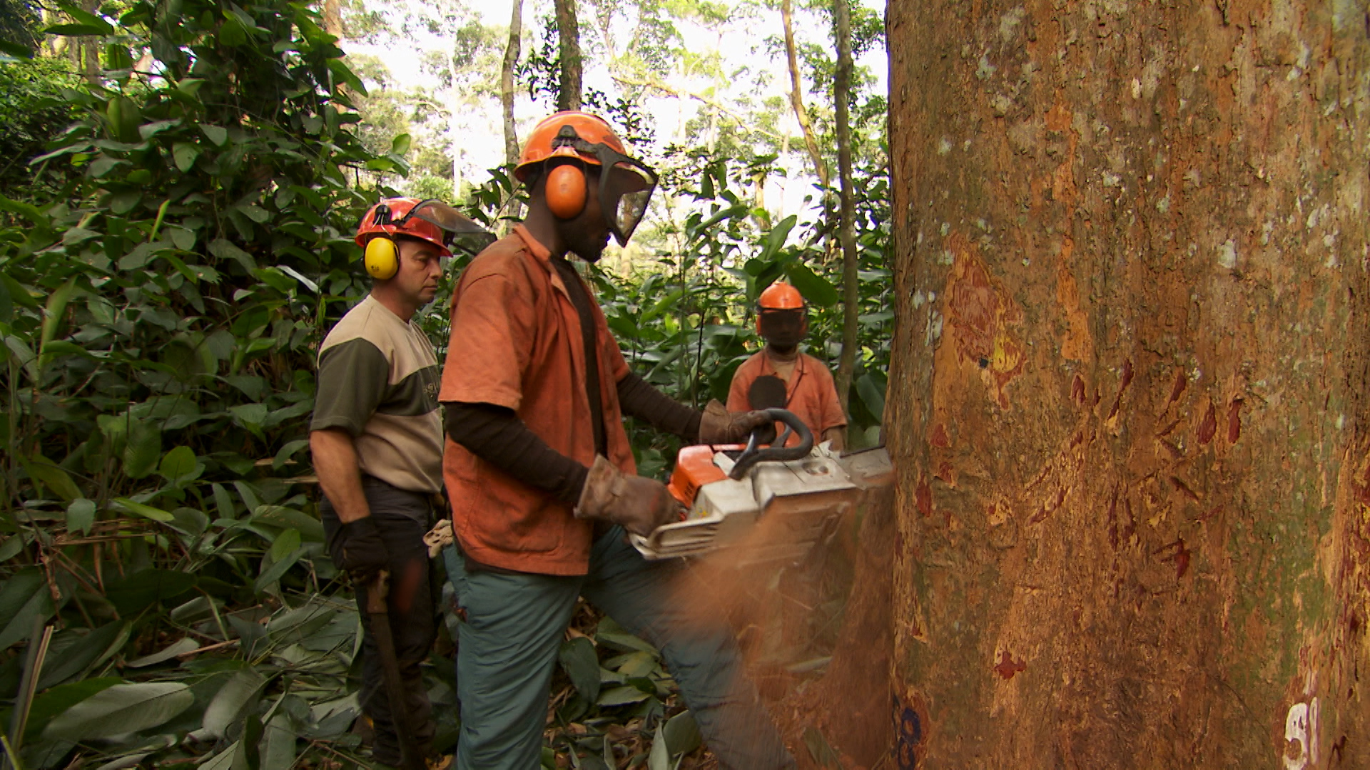 Holzfäller in der Republik Kongo werden geschult, ohne große Zerstörung Bäume zu fällen Copyright: ZDF/Michael Kern