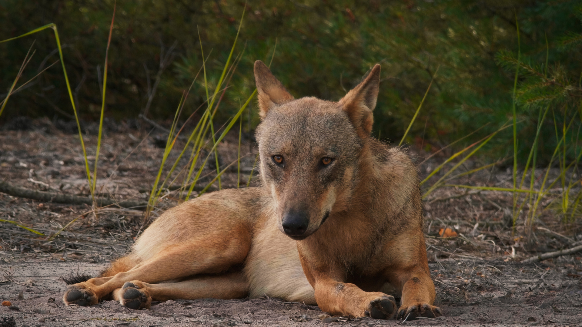 Der Wolf – ein gefährliches Raubtier oder doch ein nützliches Wildtier? © ZDF und Sebastian Körner Der Wolf – ein gefährliches Raubtier oder doch ein nützliches Wildtier? © ZDF und Sebastian Körner
