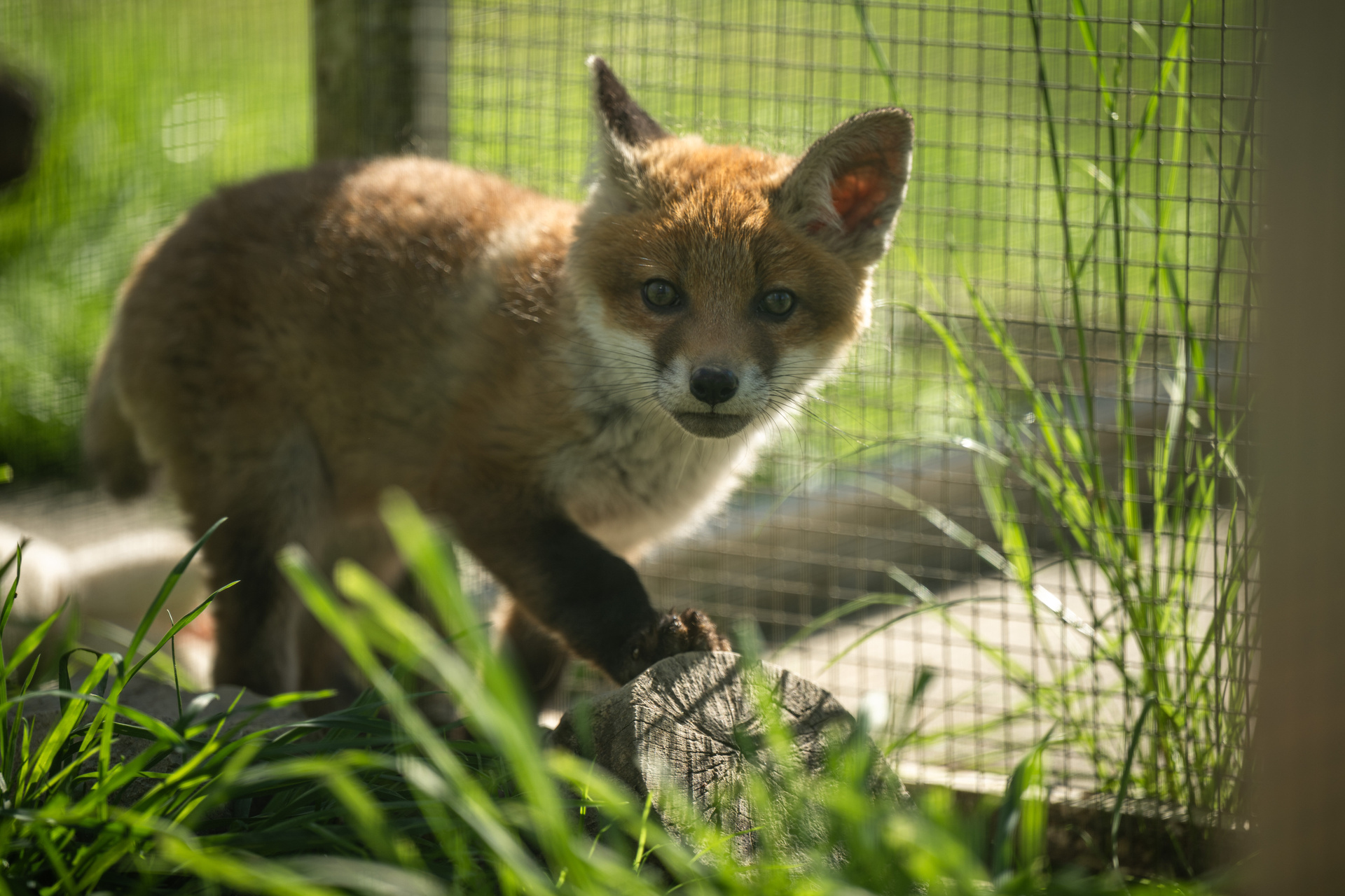 Ein Fuchswelpe wurde dem "Verein für kleine Wildtiere in großer Not" anvertraut © ZDF/ORF/PKM Fimproduktion/Julian Lajtai