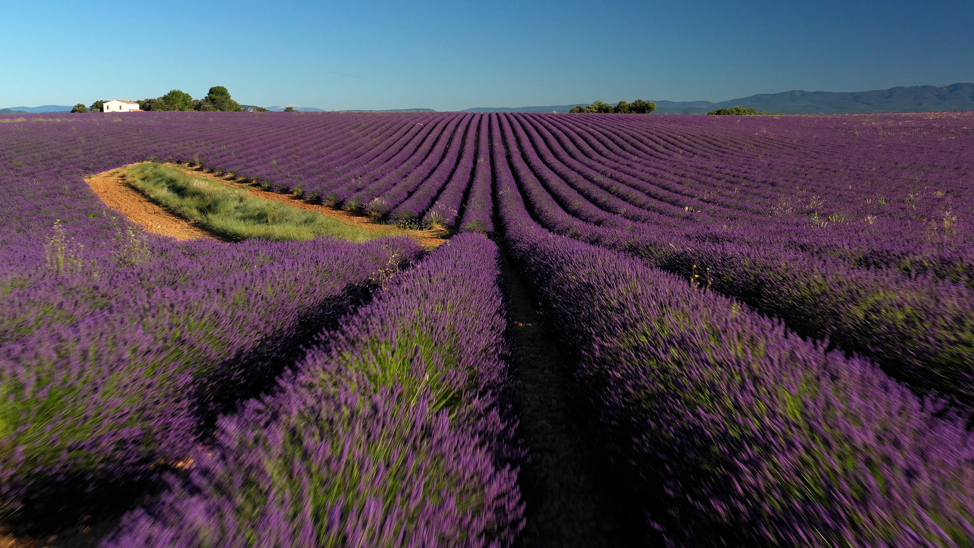 Lila, soweit das Auge reicht: Im Sommer stehen die provenzalischen Lavendelfelder in voller Blüte und verströmen einen betörenden Duft. / © ZDF/Eric Bacos