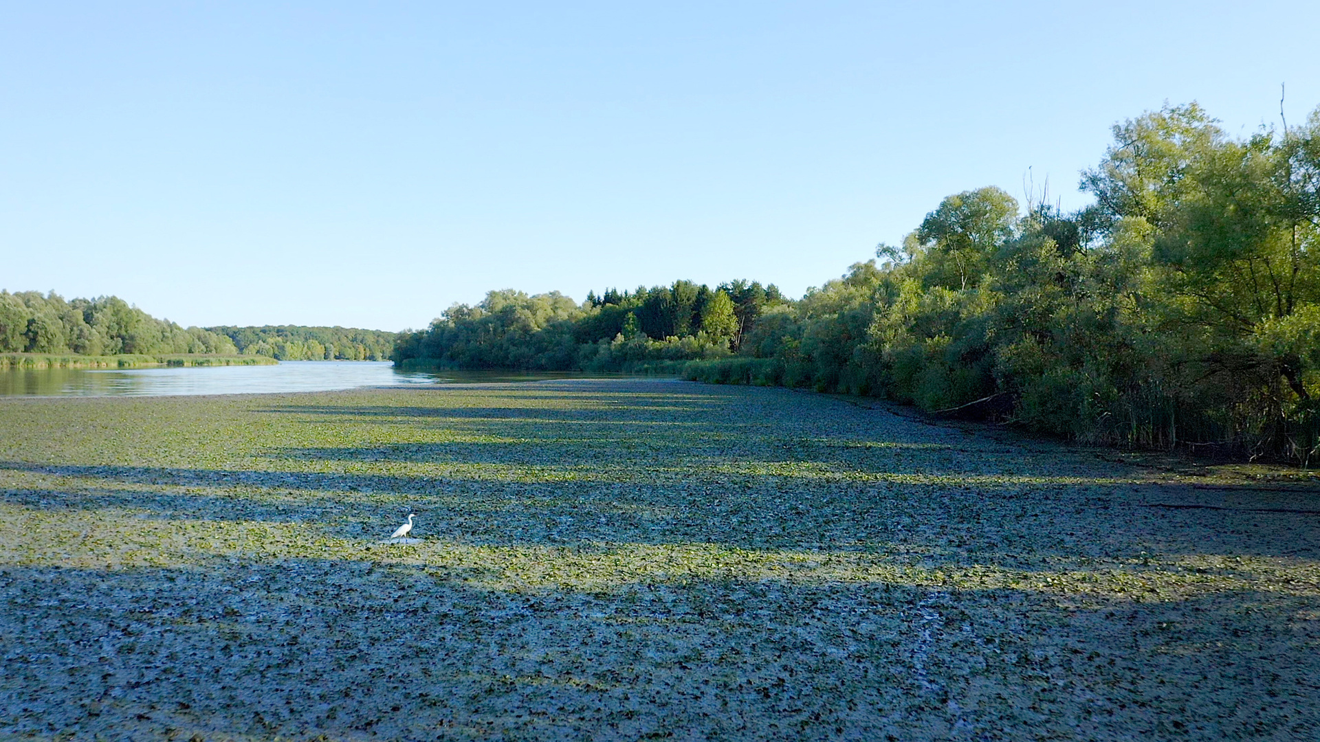 Der Grenzmur-Auwald zählt zu den artenreichsten Lebensräumen Mitteleuropas.

© ZDF und ORF/Posch TV Filmproduktion/Franz Posch.