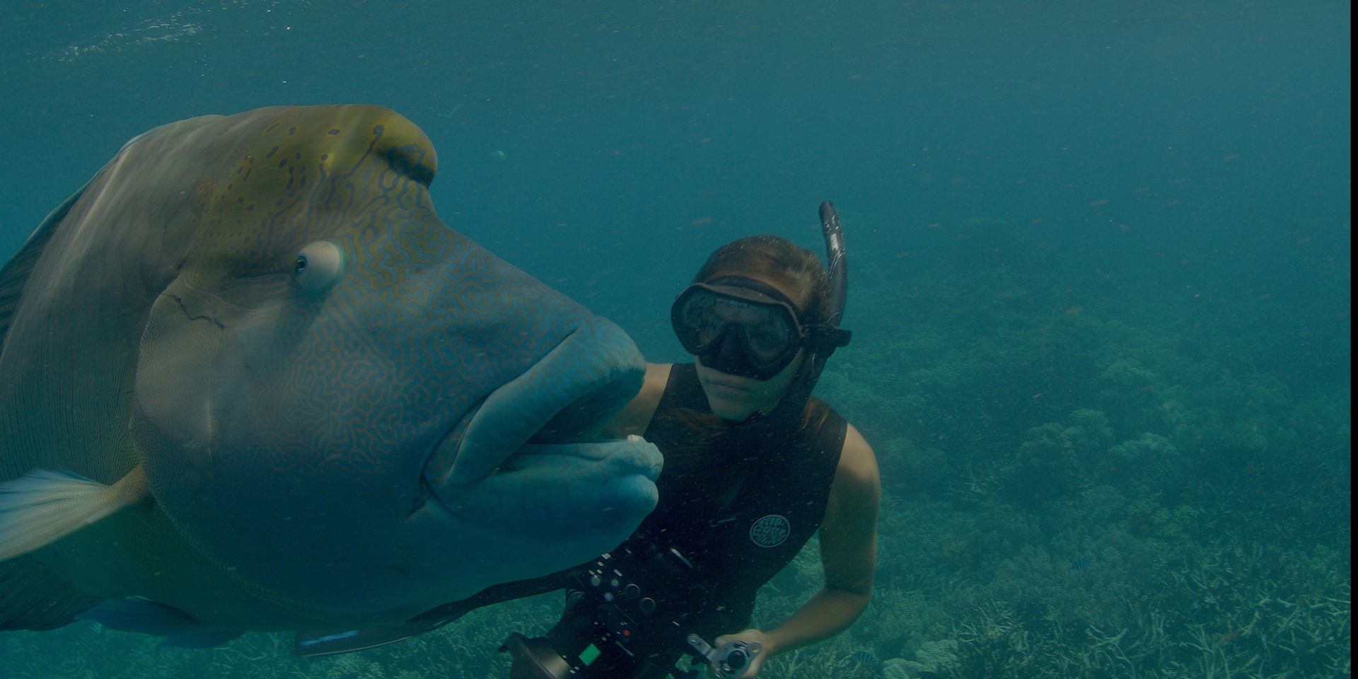 Der Napoleon-Lippfisch wird über zwei Meter lang. / © ZDF und Blue Ant Media Solutions Inc.
