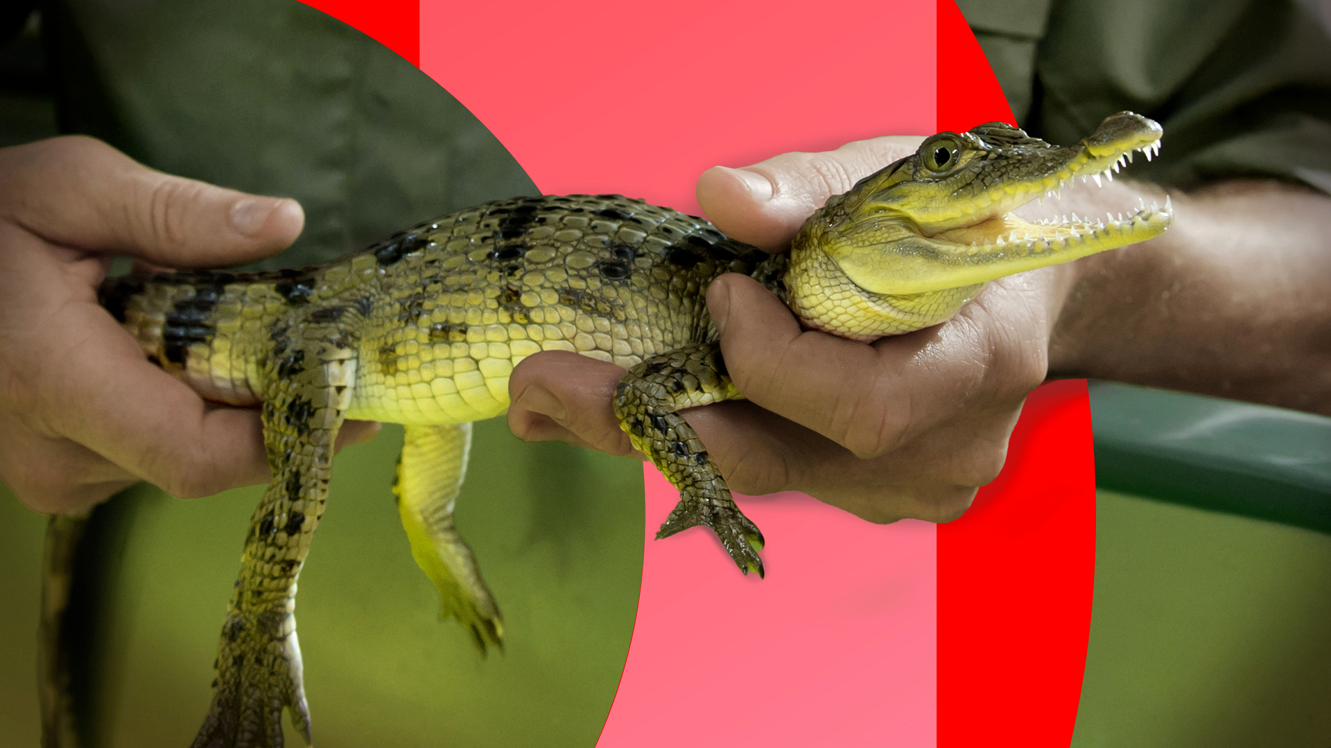 Mehr als 49.500 Tiere sind vom Aussterben bedroht, die Biodiversität in Gefahr. Zoos, Wissenschaftler und Behörden weltweit wollen nun an einem Strang ziehen, um die Artenvielfalt zu schützen.
© ZDF und James D. Morgan, Grafik: Caroline Marquet. Mehr als 49.500 Tiere sind vom Aussterben bedroht, die Biodiversität in Gefahr. Zoos, Wissenschaftler und Behörden weltweit wollen nun an einem Strang ziehen, um die Artenvielfalt zu schützen.
© ZDF und James D. Morgan, Grafik: Caroline Marquet.
